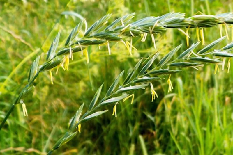 Wheatgrass spikelets